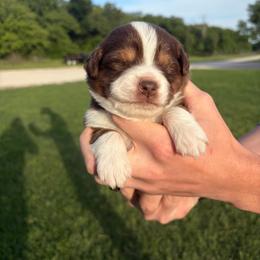 Snickers - Red tri male Miniature Australian Shepherd puppy in Weatherford, Texas from F & T Aussies