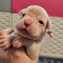 Victor - White male Boxer puppy in East Moline, Illinois from WildRiver Boxers