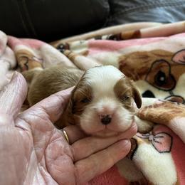 Barons - Blenheim male Cavalier King Charles Spaniel puppy in North Bay Village, Florida from Cynthia's Cavaliers