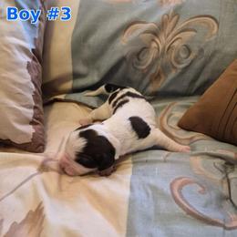 Boy 3 - Liver white and tan male English Springer Spaniel puppy in Socorro, New Mexico from Huntin' Buddies