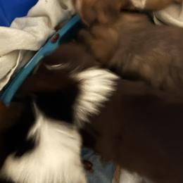 Pomeranians from DeVante's puppies