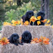 American Hairless Terrier and Flat-Coated Retriever Puppies from Inspired Flat-Coated Retrievers and American Hairless Terriers