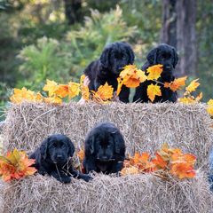 American Hairless Terrier and Flat-Coated Retriever Puppies from Inspired Flat-Coated Retrievers and American Hairless Terriers