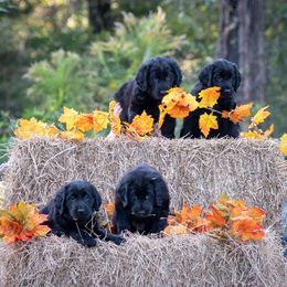 American Hairless Terrier and Flat-Coated Retriever Puppies from Inspired Flat-Coated Retrievers and American Hairless Terriers