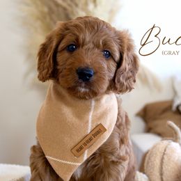 Boy 1 - Red  Goldendoodle puppy in Chesapeake, Virginia from Heart to Heart Doodles
