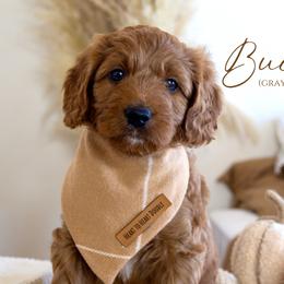 Boy 1 - Red  Goldendoodle puppy in Chesapeake, Virginia from Heart to Heart Doodles