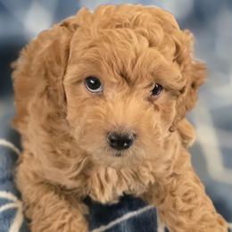 Sage - Red male Maltipoo puppy in Granada Hills, California from Sheryls Puppies