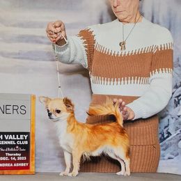 Stella(Champion pointed) - Chihuahua