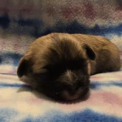 Mal-Shi, Maltipoo, and Poodle Puppies from Collier's Canines