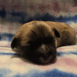 Mal-Shi, Maltipoo, and Poodle Puppies from Collier's Canines