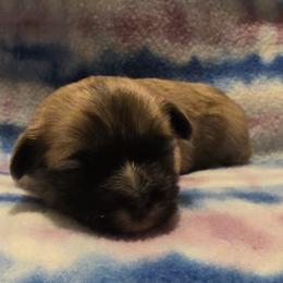 Mal-Shi, Maltipoo, and Poodle Puppies from Collier's Canines