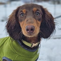 Kiwi - Dachshund