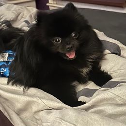 Draco - Pomeranian