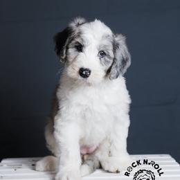 Francesca Bridgerton - Blue merle and white female Sheepadoodle puppy in Edmond, Oklahoma from Rock N Roll Doodles