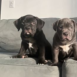 American Bully Puppies from Manuia Kennels