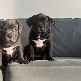 American Bully Puppies from Manuia Kennels