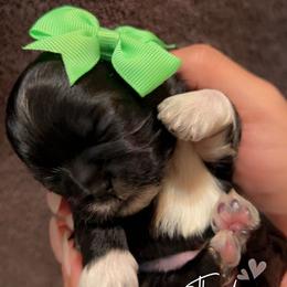 Shih Tzu Puppies from Kaselyn’s puppies