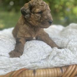 Goldendoodle Puppies from David's Doodles