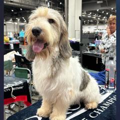 Chuck - Petit Basset Griffon Vendeen