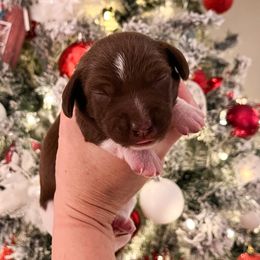 Girl 1 - Piebald female Dachshund puppy in Tennessee from Garage Door Kennels