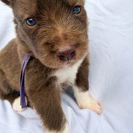 Laurel (Purple Collar) - Red and white female Siberian Husky puppy in Warwick, Rhode Island from Young Orchard Siberians