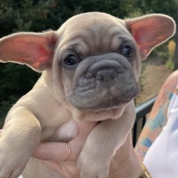 French Bulldog Puppies from Private Reserve French Bulldogs