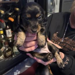 Girl 1 - Black and cream female Dachshund puppy in Flint, Michigan from Matthews Dachshunds