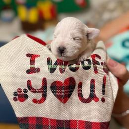 Howie - White male Miniature Schnauzer puppy in Brownwood, Texas from Texas Dreams Mini Schnauzers