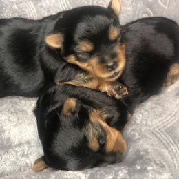 Yorkshire Terrier Puppies from YorkiStars