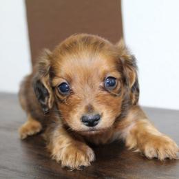Bambam - Red male Dachshund puppy in Midland, Texas from The Barefield Doxies