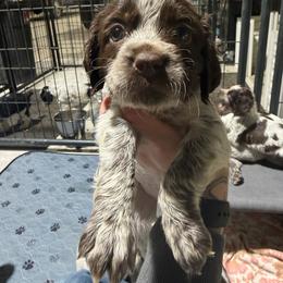 Penny - Liver white and roan female English Springer Spaniel puppy in Ogilvie, Minnesota from V.V. Berg Kennels