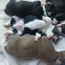 Jasper - Black tri male Miniature Australian Shepherd puppy in Gretna, Virginia from Adams Acres Cattle Dogs