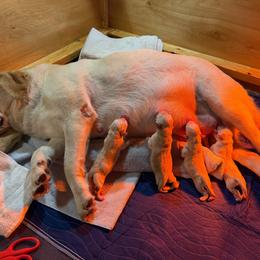 Ozone - Yellow male Labrador Retriever puppy in Hartland, Vermont from Enlightened Labs