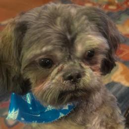 Max - Shih Tzu