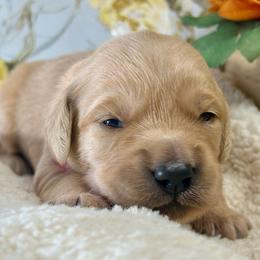 Precious - Golden female Golden Retriever puppy in Doniphan, Missouri from Stockford’s Golden Retrievers