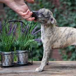 Borzoi and Whippet Puppies from Ivanhoe Borzoi