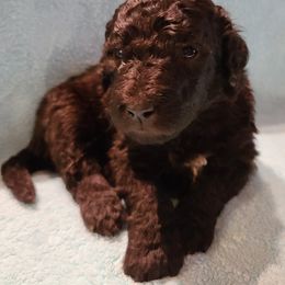 Boy 2 - Bernedoodle puppy in Grant, Michigan from Sanchez Bernedoodle Puppies