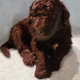 Boy 2 - Bernedoodle puppy in Grant, Michigan from Sanchez Bernedoodle Puppies