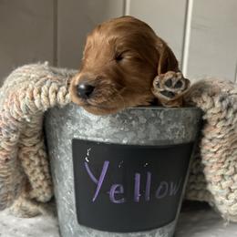 Yellow - Red  male Goldendoodle puppy in Grand Blanc, Michigan from Perry Farm Doodles