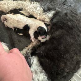 Mercedes - Black and white female Havanese puppy in Hawthorne, Florida from Havanese Acres