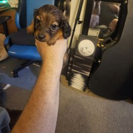 Dachshund Puppies from Pearson Federico