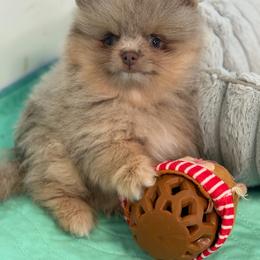 Zane - Lavender male Pomeranian puppy in Newport Beach, California from Exotic City Pomeranians and chihuahuas