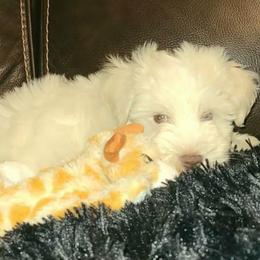 Fritz - Wheaten male Miniature Schnauzer puppy in Graham, Washington from Kristy's French Bulldogs & Mini Schnauzers