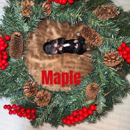 Maple - Black tri female Miniature American Shepherd puppy in Minden, Louisiana from Ironwood Creek