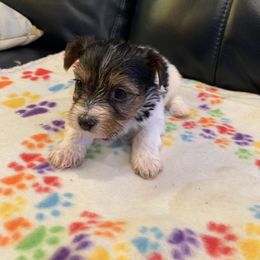 Yorkipoo and Yorkshire Terrier Puppies from Bougie Paws LLC