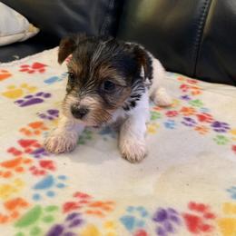 Yorkipoo and Yorkshire Terrier Puppies from Bougie Paws LLC
