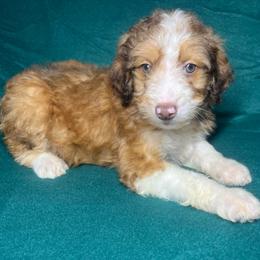 Girl 1 - Red female Aussiedoodle puppy in Alabama from SBA Aussies