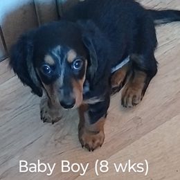 Dachshund Puppies from Lickin'bach Miniature Dachshunds