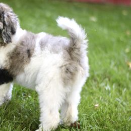 Bordoodle, Goldendoodle, and Poodle Puppies from Pacific Northwest Doodles