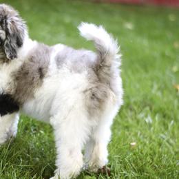 Bordoodle, Goldendoodle, and Poodle Puppies from Pacific Northwest Doodles